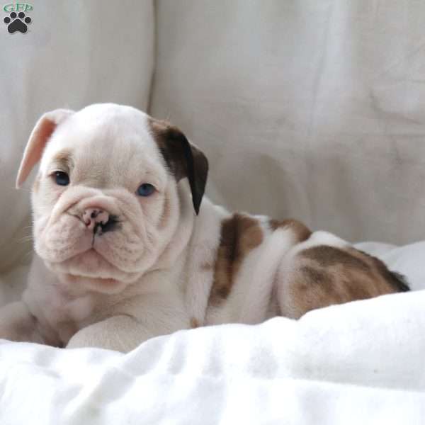 Maestro, English Bulldog Puppy